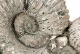 Tractor Ammonite (Douvilleiceras) Fossil - Monster Specimen! #207432-7